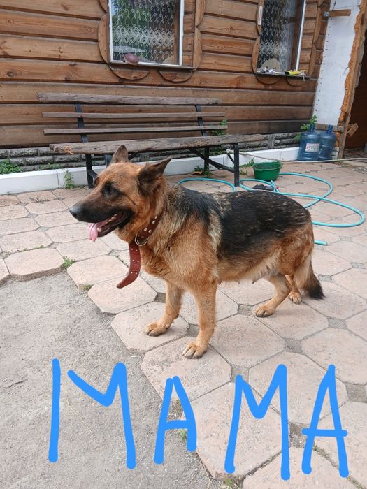 Продам немецких овчарок