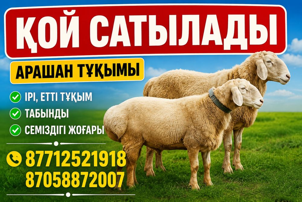 Кой курбандыкка