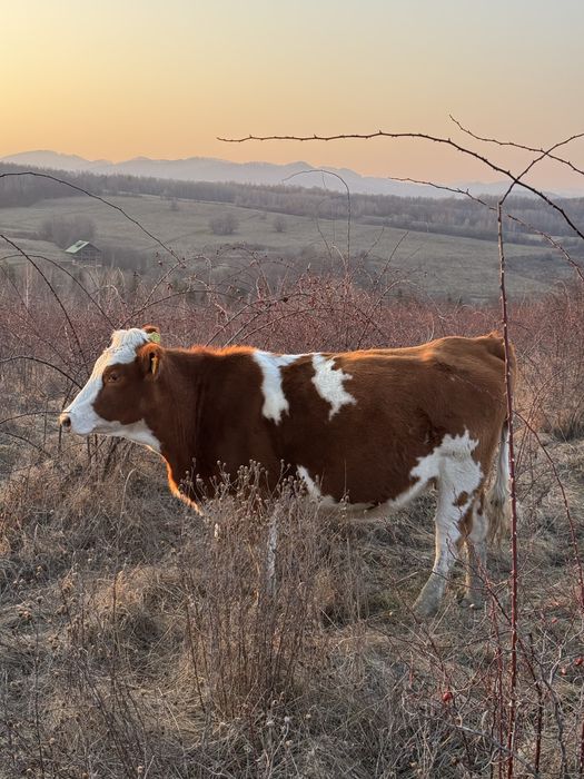 Vaca de vanzare.    .