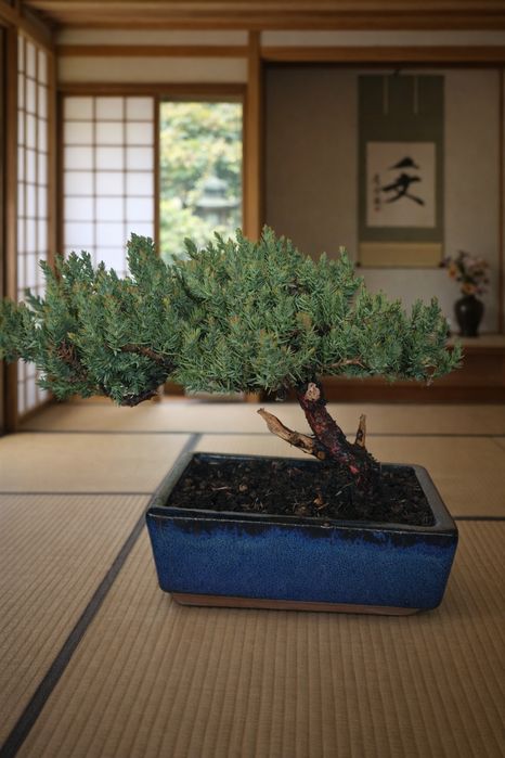 Бонсай авторская работа