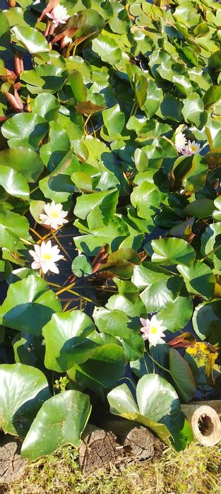 Vand nuferi, plantați în ghivece, roz alb și portocaliu