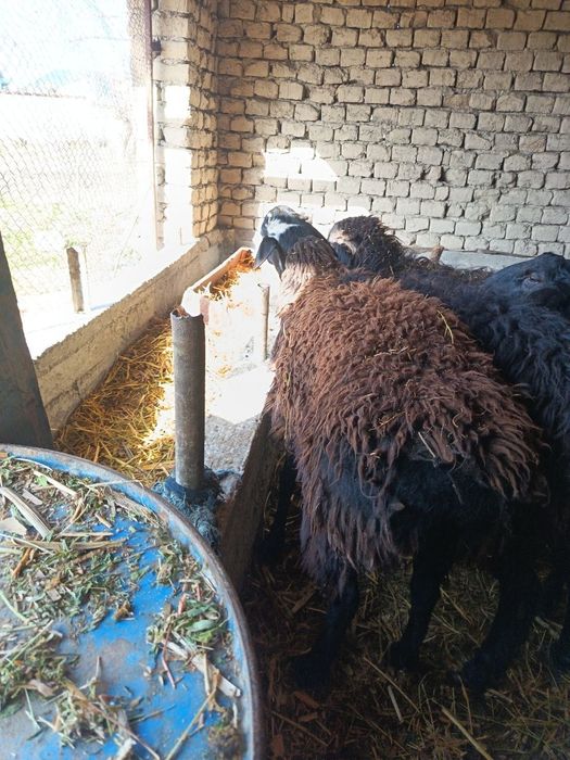 2 та кучкор сотилади