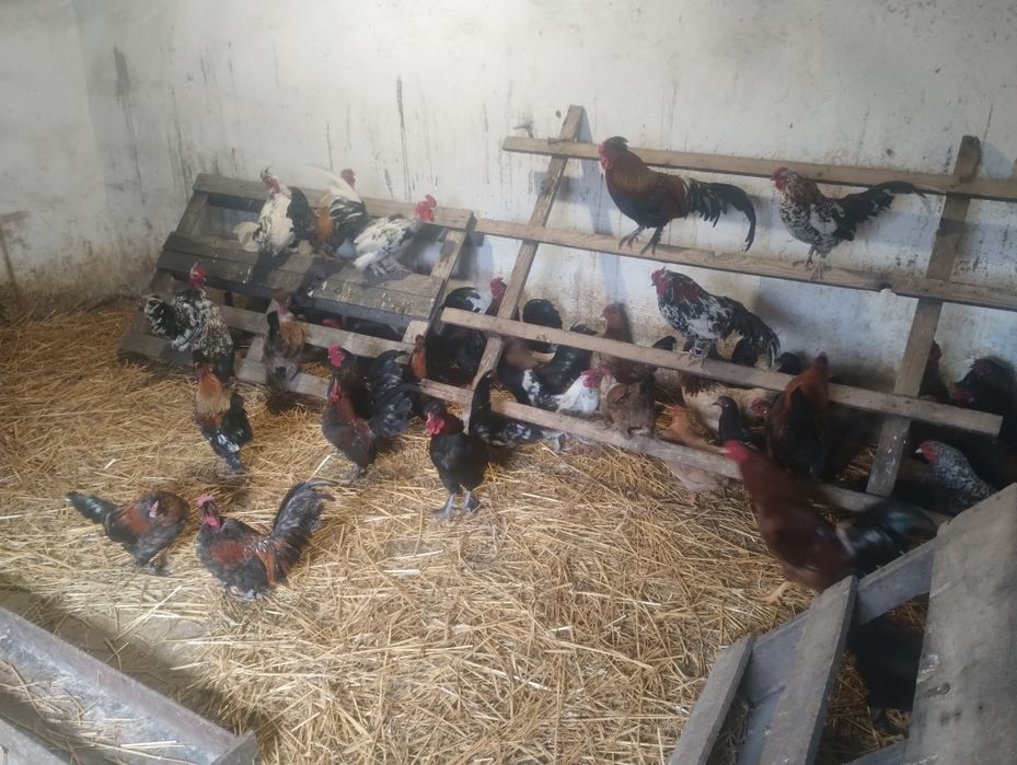 Vând găini și cocoși pitici