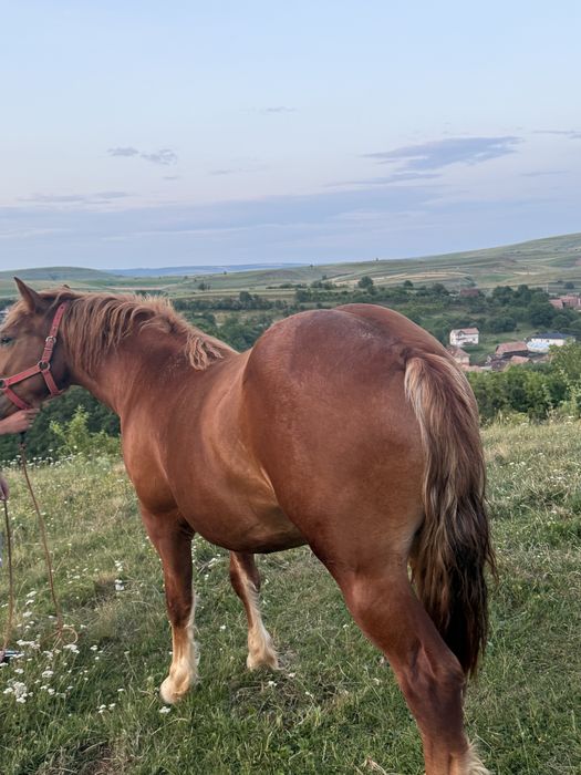 Vând un mânz rosu.