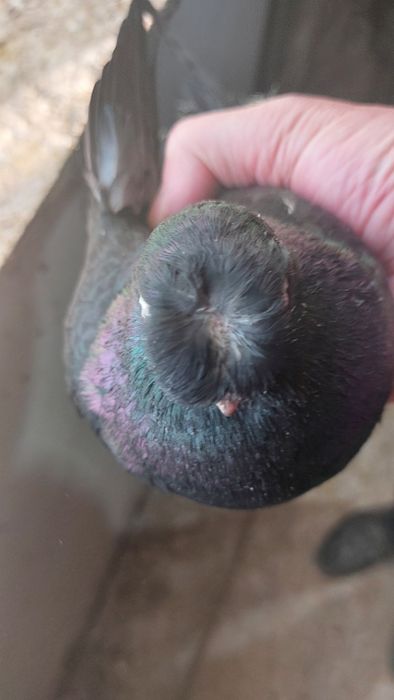 Голуб черный носочубый самец кептер