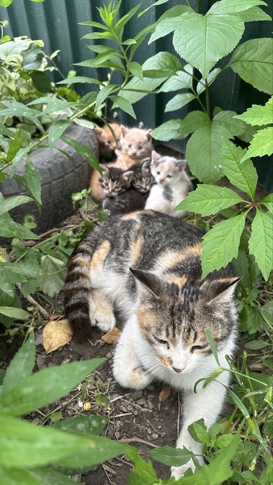 Отдам котят бесплатно