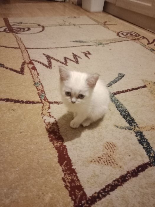 Британская Короткошерстная