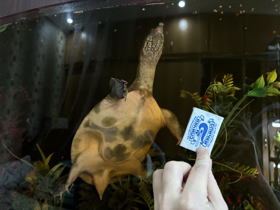 Черепаха трионикс