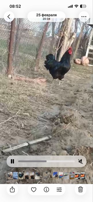 Петух джерский гигант