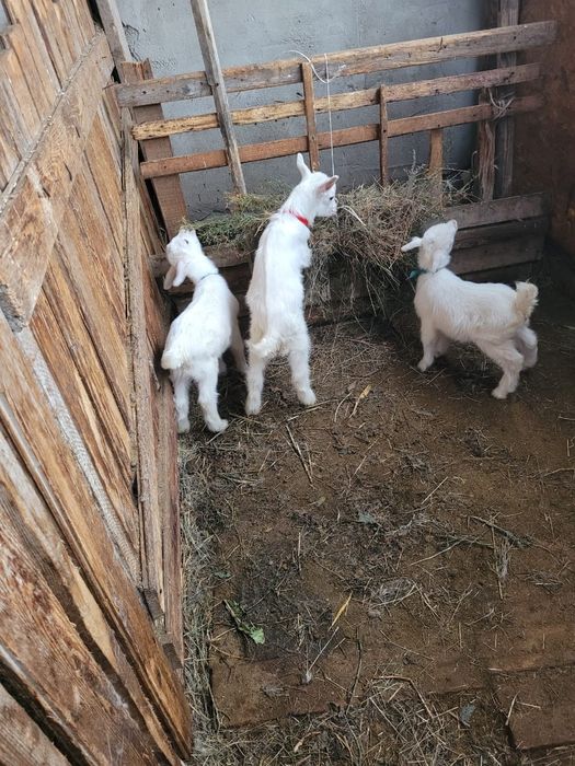 Жаңа туған лақтар сатылады