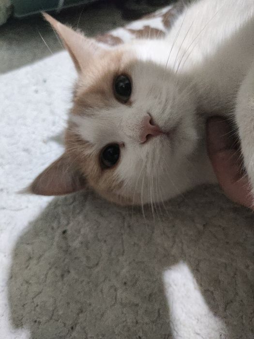 Отдам котенка 1 годик