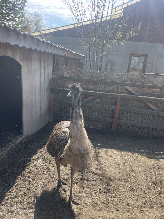 Struti emu Pui si maturi