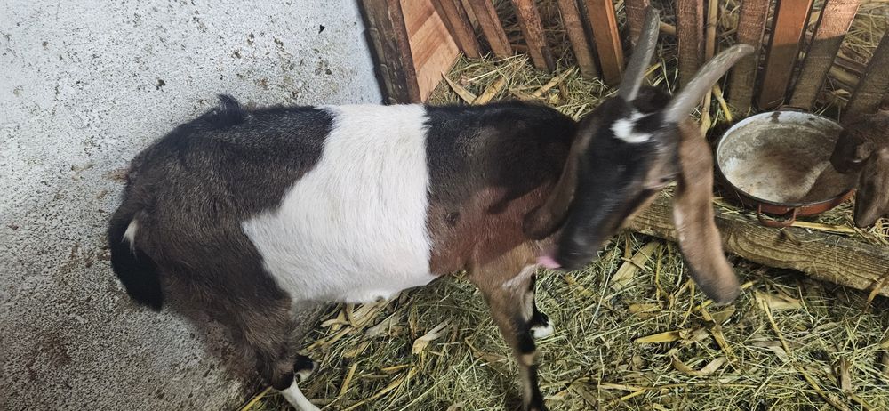 Capra anglo-nubian  a2a fatare cu iadă si ied