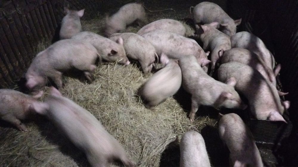Поросята 2-ух месечные