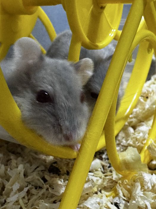 Продам джунгарских хомяков