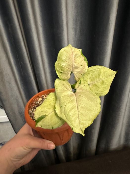 Продам комнатные растения