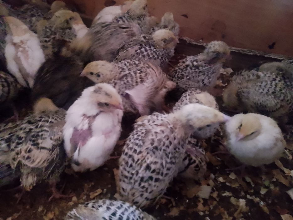 Vând pui de prepelite jumbo gold