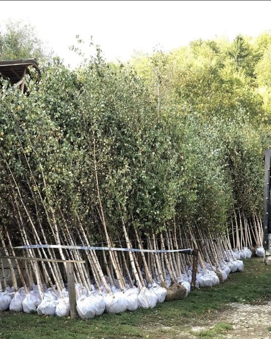 Mesteceni de vanzare