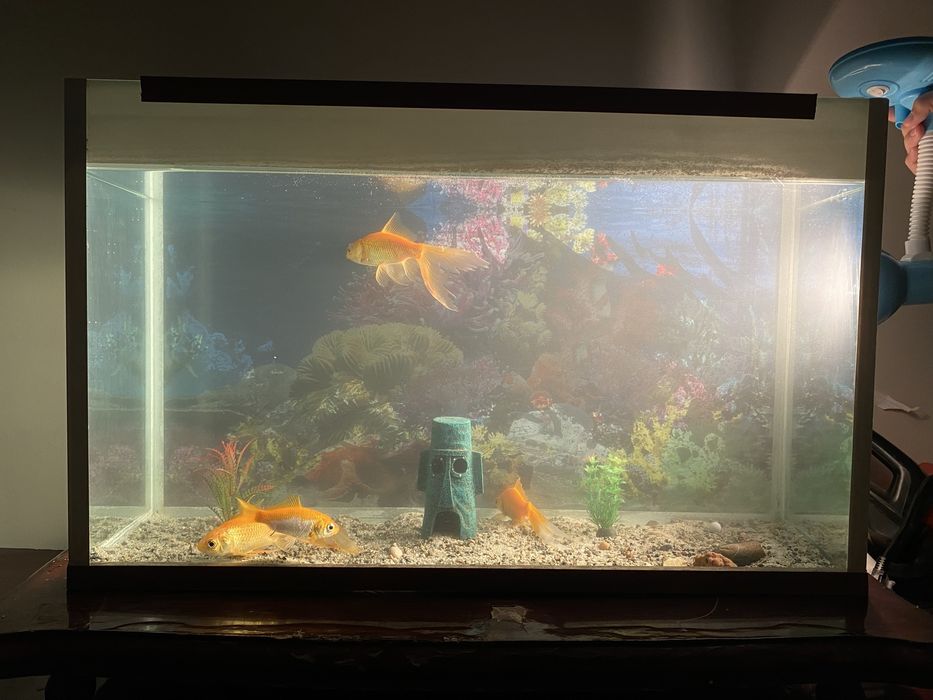 Аквариум с рыбками