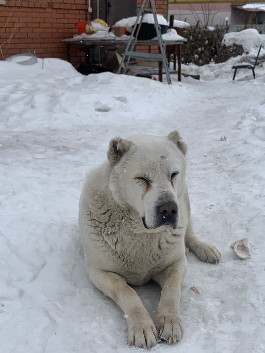 Алабай ждёт невесту