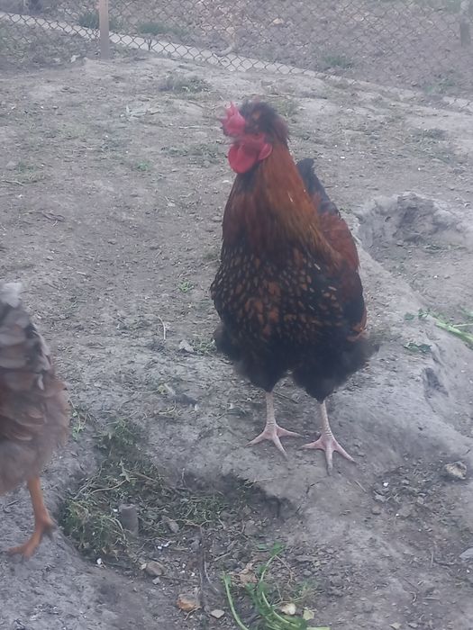 Cocos motat de vanzare