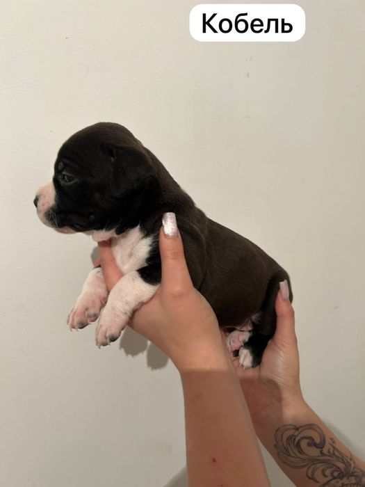 Американский стаффорширдский терьер