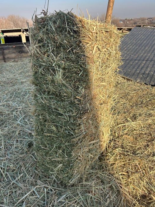 Кок Шоп сатылады | Продается Сено