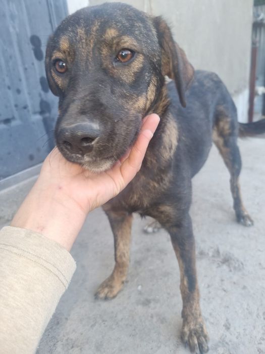 Дейзи ищет дом. Доставлю!