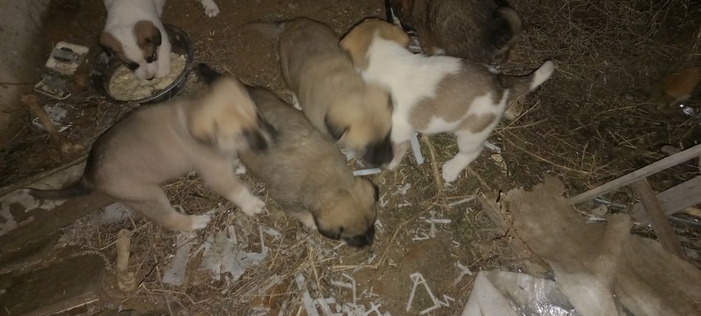 Кушик Тобет щенки