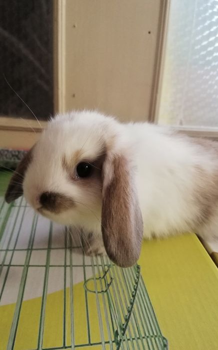 Кролик декоративный