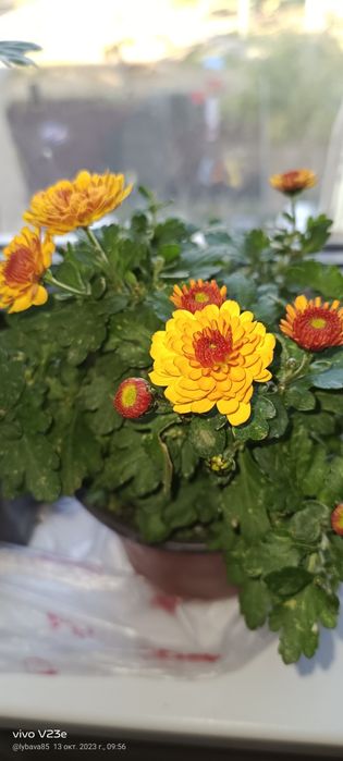 Продам хризантемы