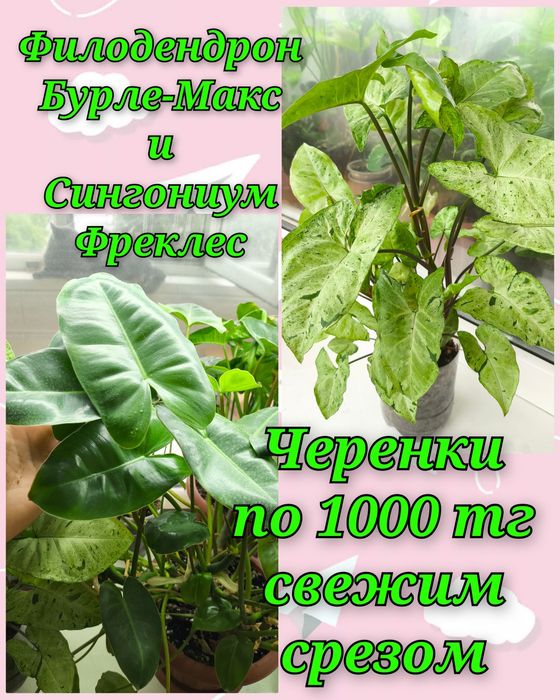 Филодендроны и другие