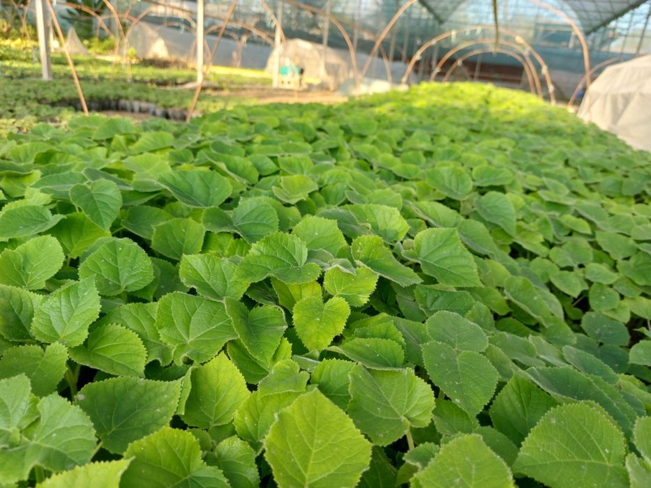 Павловния бор ФТЕ ва М1