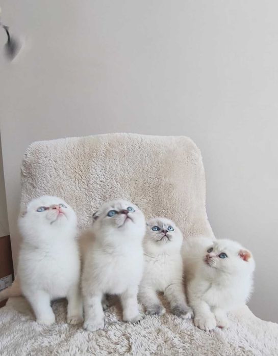 Британски котета и шотлански клепоухи