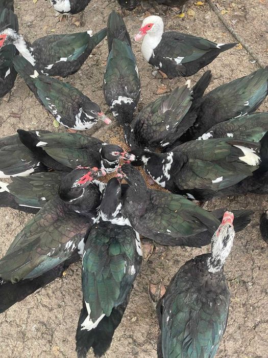 CARNE SI OUA - rate si gaini