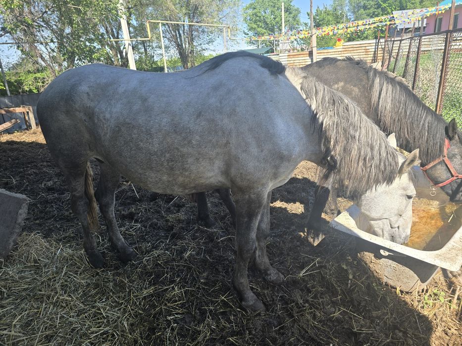 Продам Коней (лошадей)