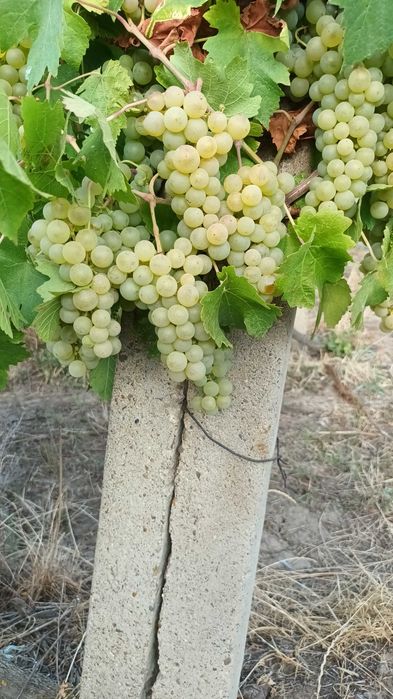 Vand struguri de masa si de vin