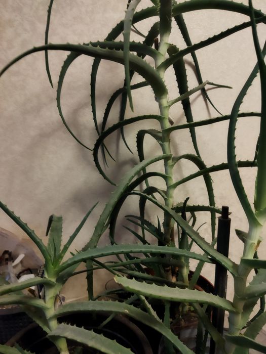 Алое лекарственное