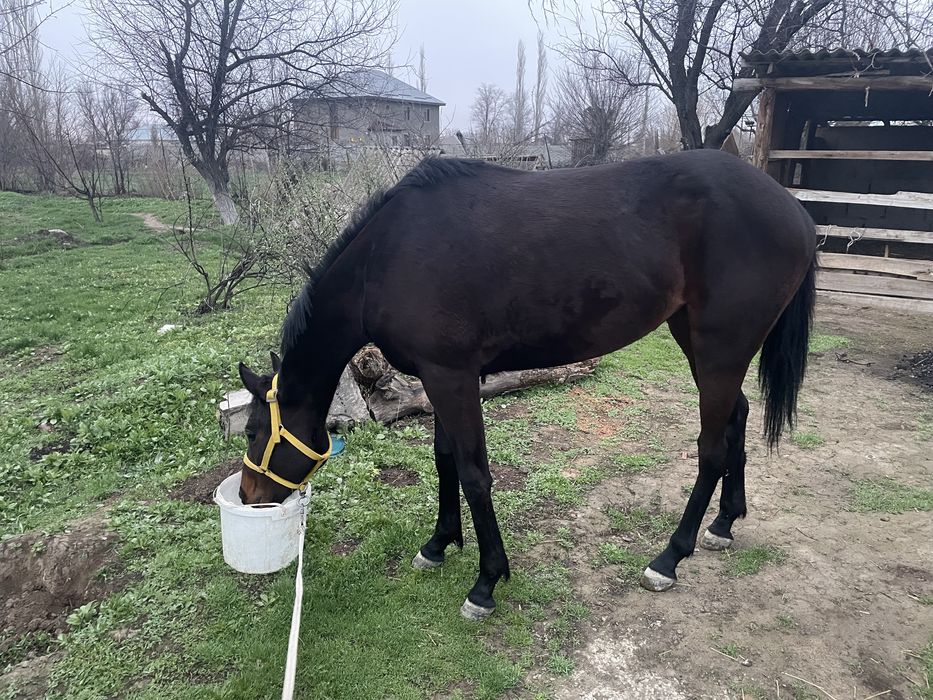 Таза канды 4 жасар байтал