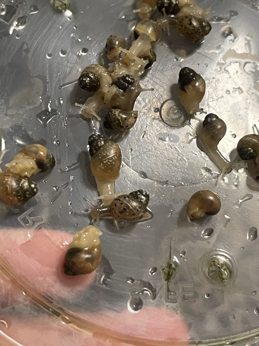 Ulitkala sotiladi radashka fulika albinosla