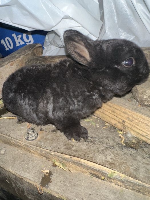 Vand sau schimb iepuri cap de leu si rex pitic