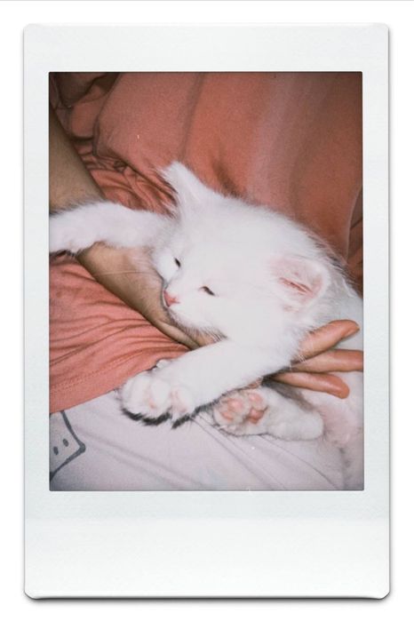 котенок мальчиккк