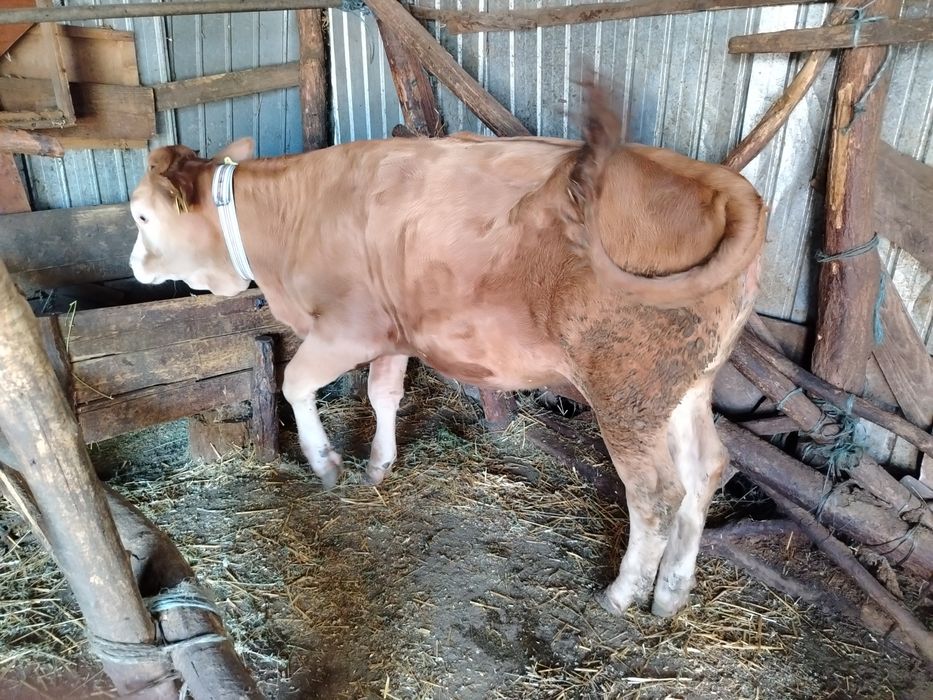 Vând animale pentru sacrificat sau crescut
