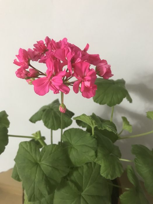 Продам пиларгонии