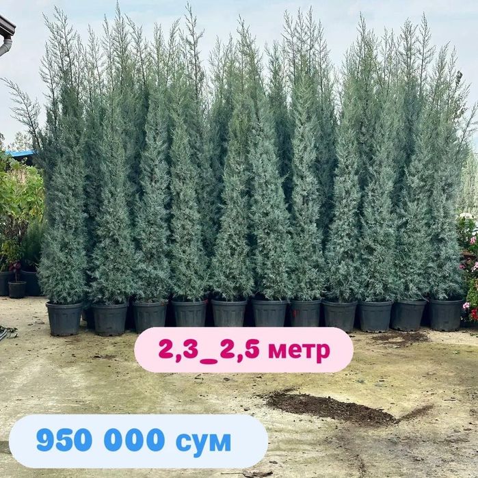 Кипарис Аризоника Хидли Оригинал 2.5 метргача