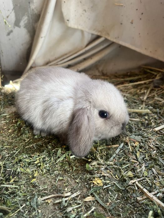 Disponibili Iepurași Holland Lop ( berbec pitic)