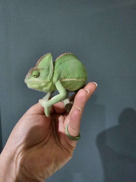 Хамелеон йеменский  самка продам