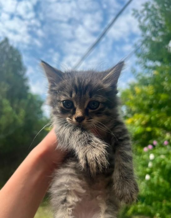 Котята в хороший руки