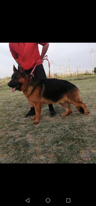 Вязка.  Молодой кобель. Не продажа!!!