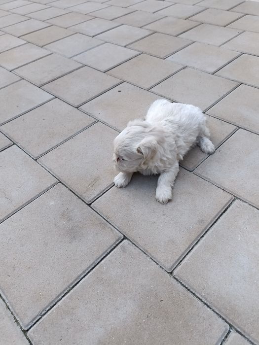 Bichon mini toy  havanez